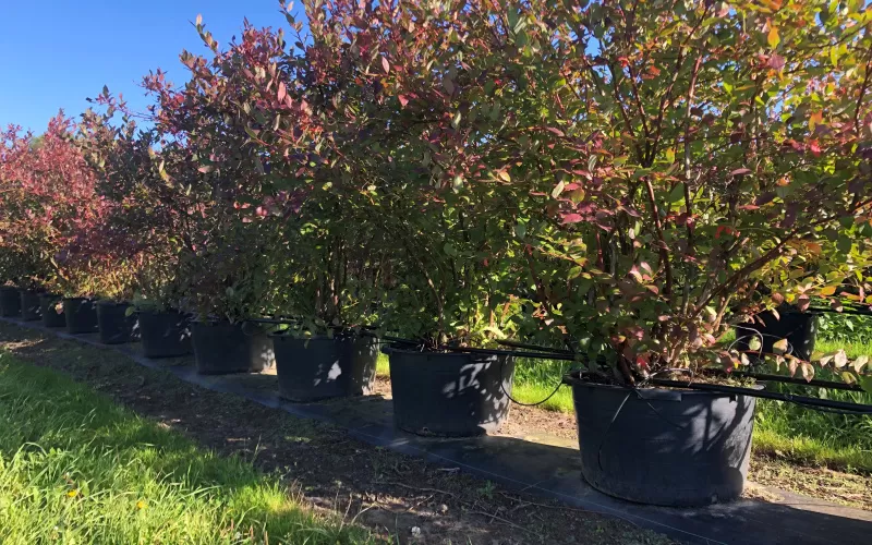 Bessenplanten  spotgoedkoop